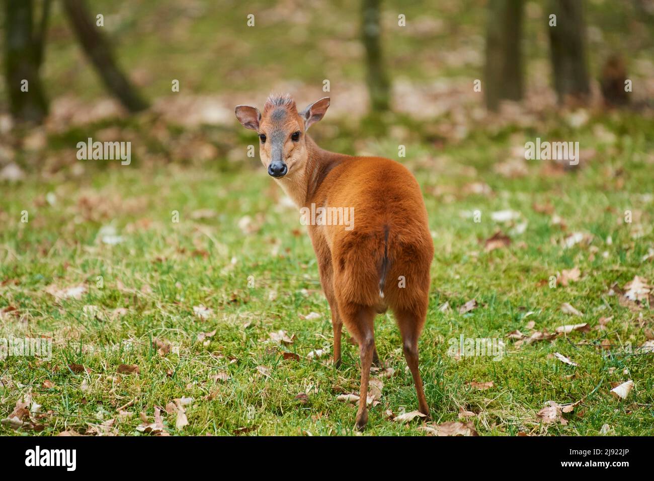Red forest duiker (Cephalophus natalensis) on a meadow, Bavaria, Germany Stock Photo