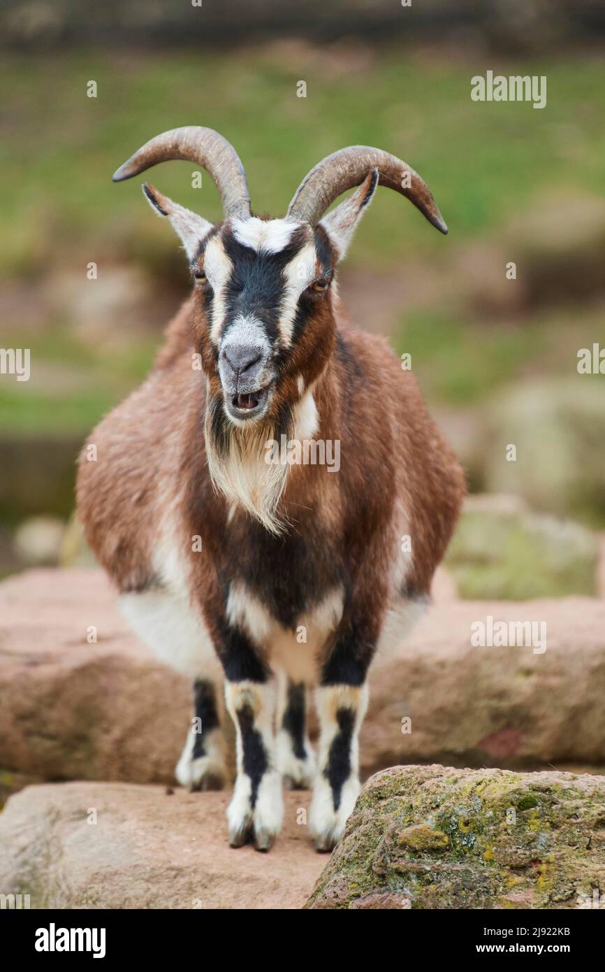 Goat (Capra hircus) on a rock, Bavaria, Germany Stock Photo