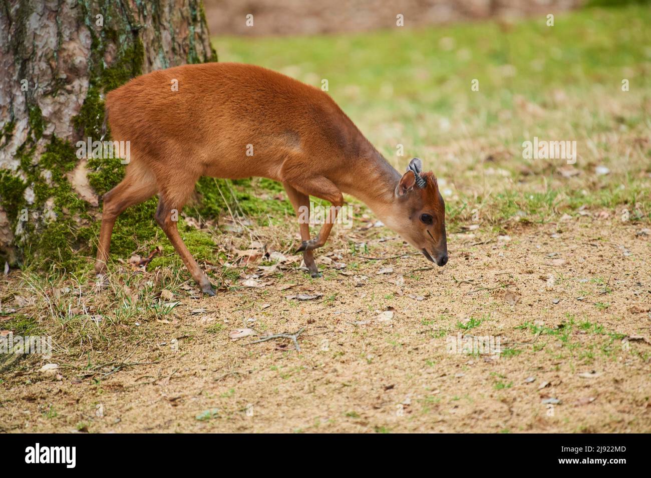 Red forest duiker (Cephalophus natalensis) on a meadow, Bavaria, Germany Stock Photo