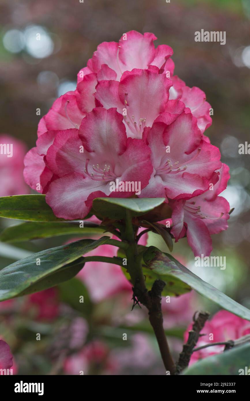 Rhododendrons (Rhododendron), Cultivar Ann Lindsay, Emsland, Lower Saxony, Germany Stock Photo