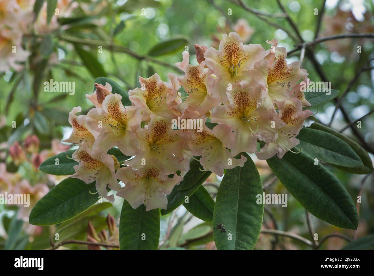 Rhododendrons (Rhododendron), cultivar Amber, Emsland, Lower Saxony, Germany Stock Photo