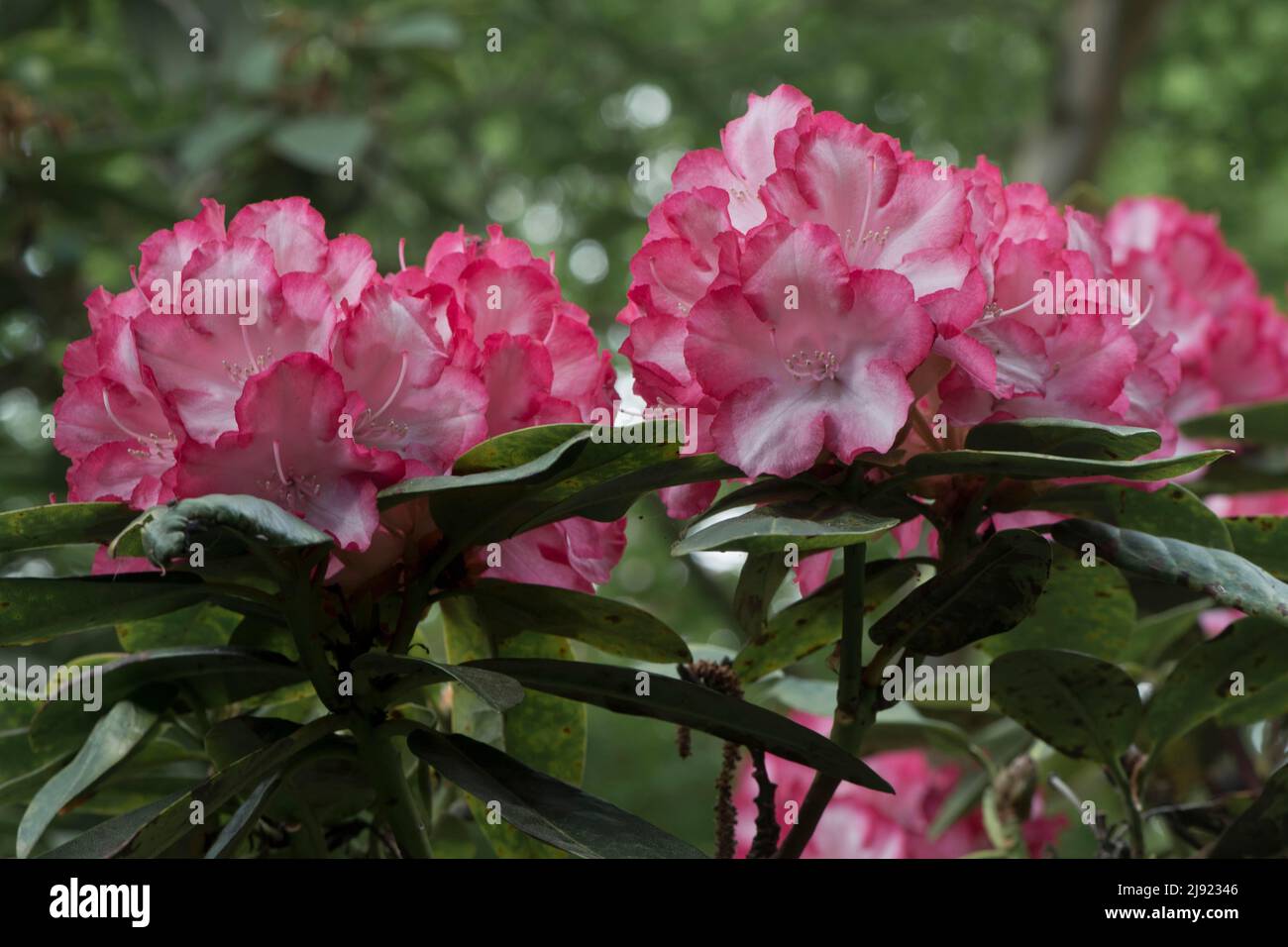 Rhododendrons (Rhododendron), Cultivar Ann Lindsay, Emsland, Lower Saxony, Germany Stock Photo