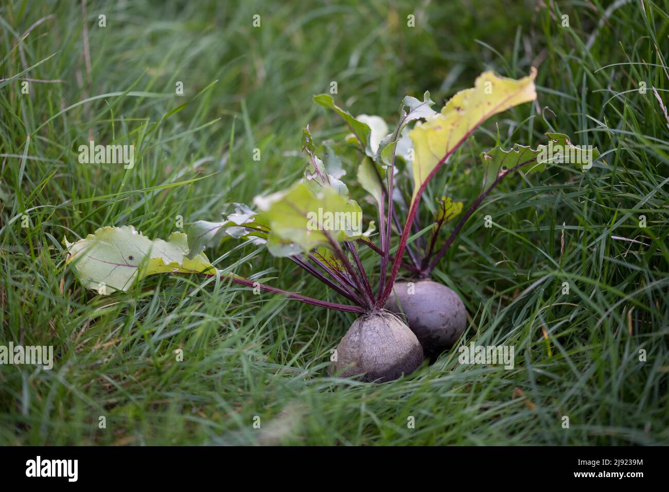 Beetroot (Amaranthaceae), lying freshly harvested in the grass in the garden, Velbert, Germany Stock Photo