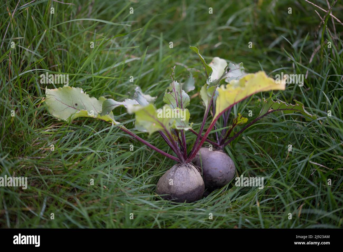 Beetroot (Amaranthaceae), lying freshly harvested in the grass in the garden, Velbert, Germany Stock Photo