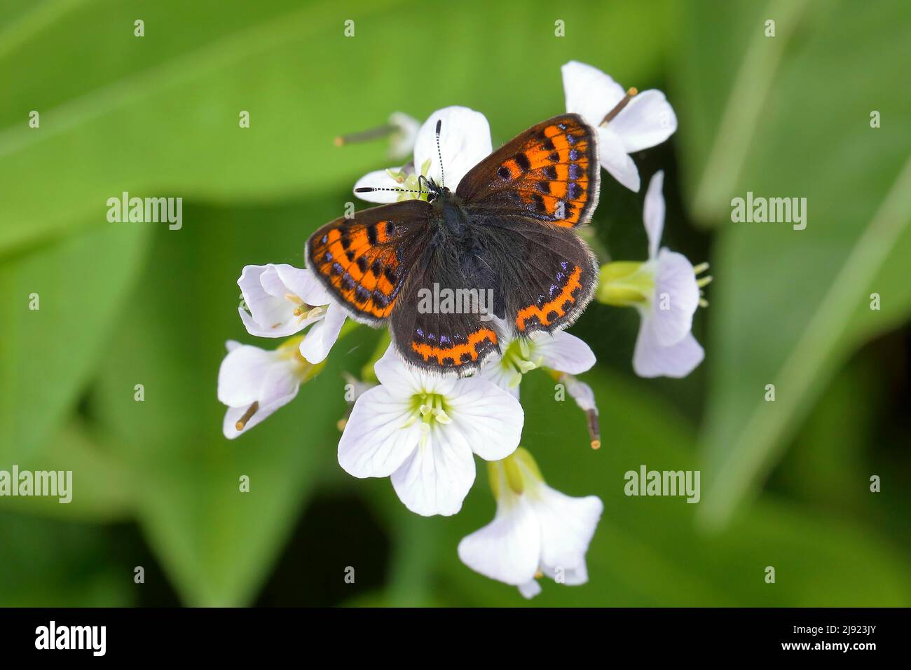 Blue iris fire butterfly (Lycaena helle), female sitting on cuckoo flower (Cardamine pratensis), Red List BRD: 2 (critically endangered), North Stock Photo