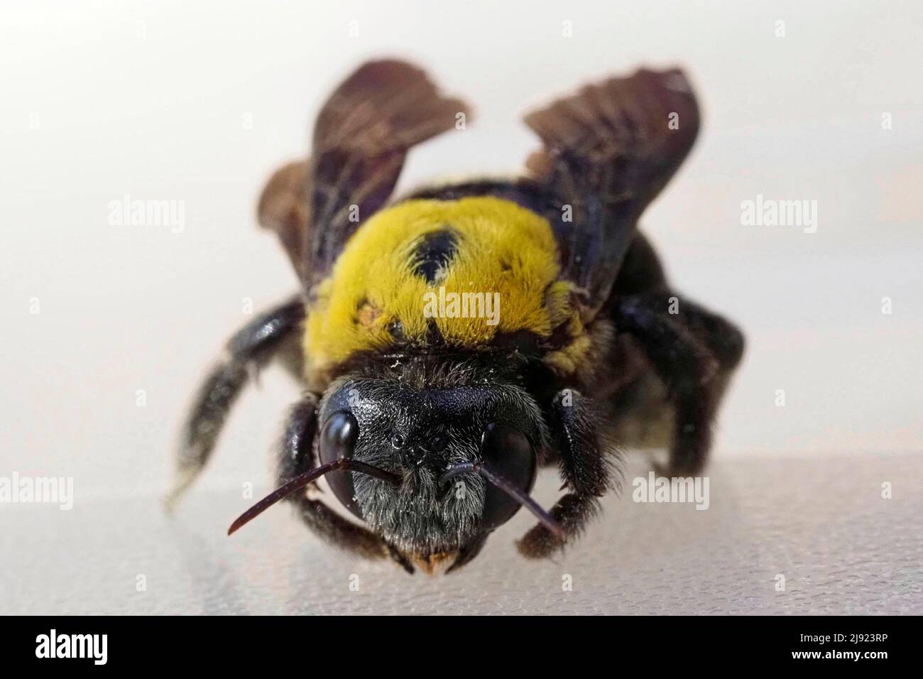 Macro, Wood bee (Xylocopa pubescens) Stock Photo