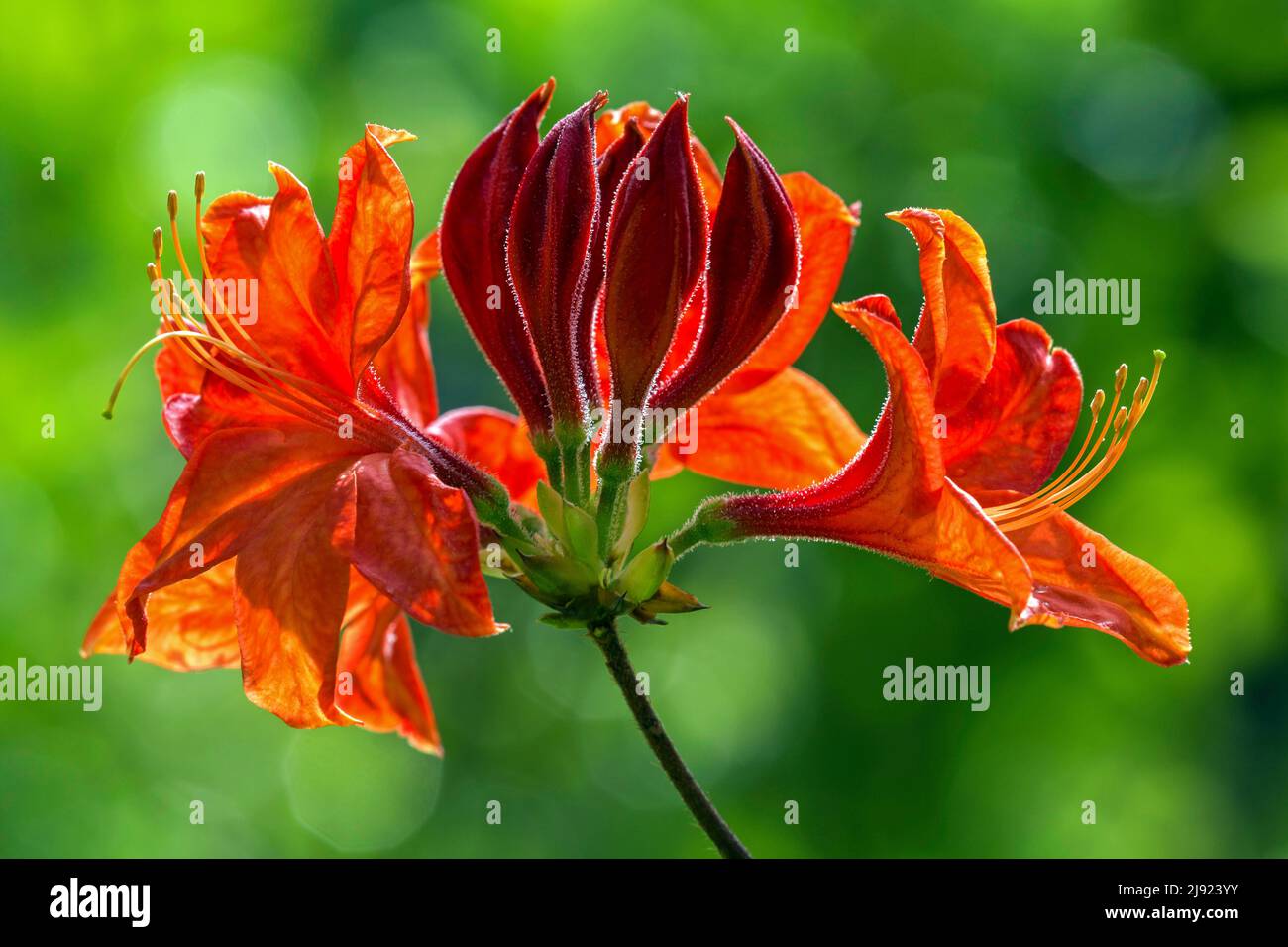 Flower of azaleas (Azalea), orange, Baden-Wuerttemberg, Germany Stock Photo