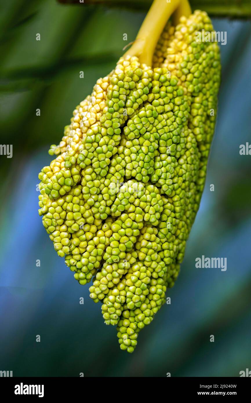 Inflorescence of the Chinese chusan palm (Trachycarpus fortunei), Baden-Wuerttemberg, Germany Stock Photo