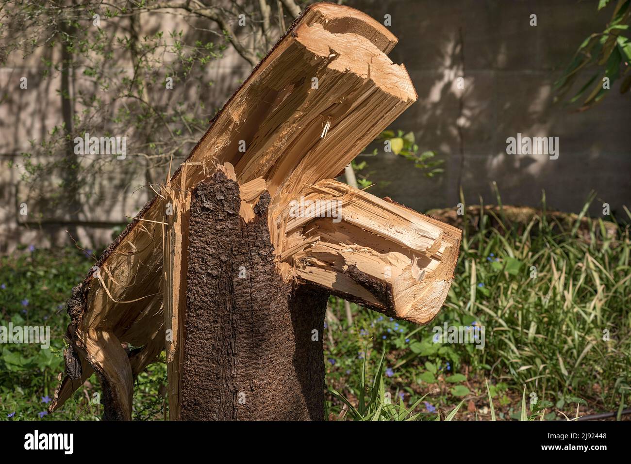 Broken tree trunk after wind breakage, Erlangen, Middle Franconia, Bavaria, Germany Stock Photo