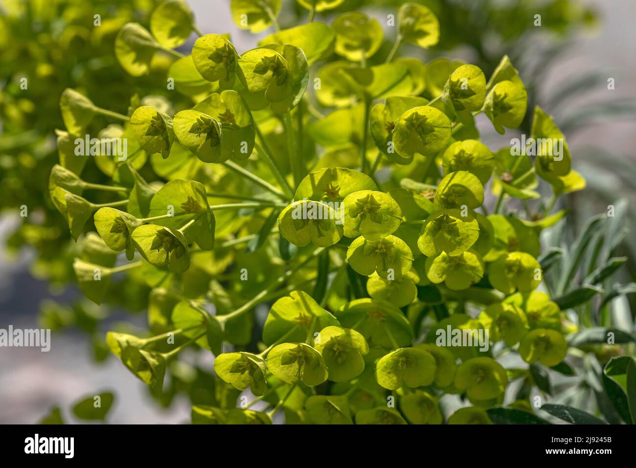 Wood Spurge (Euphorbia amygdaloides), Botanical Garden, Erlangen, Middle Franconia, Bavaria, Germany Stock Photo