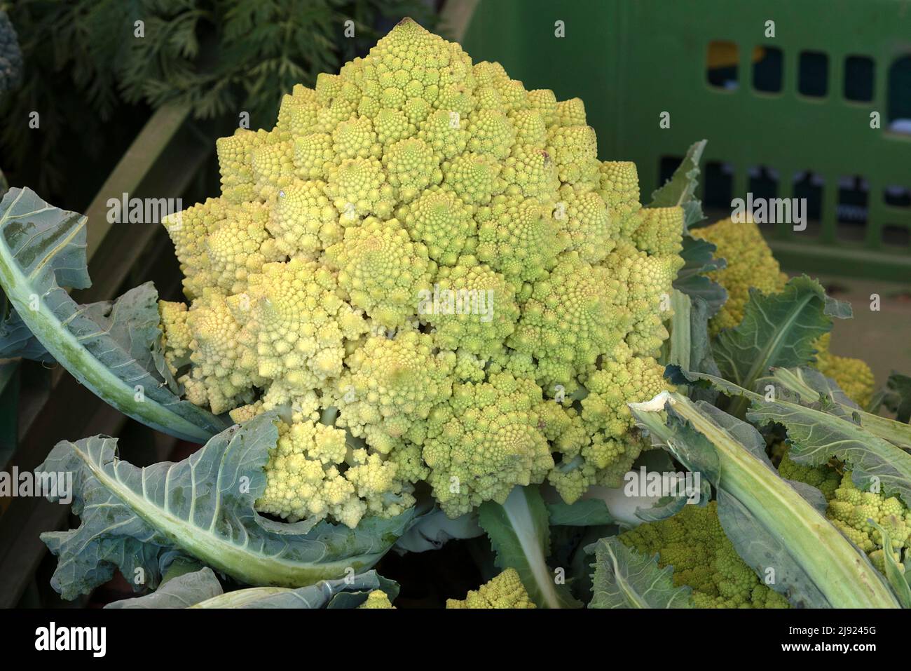 Broccoli vegetable cabbage (Brassica oleracea) (Romanesco) on the market, Bavaria, Germany Stock Photo