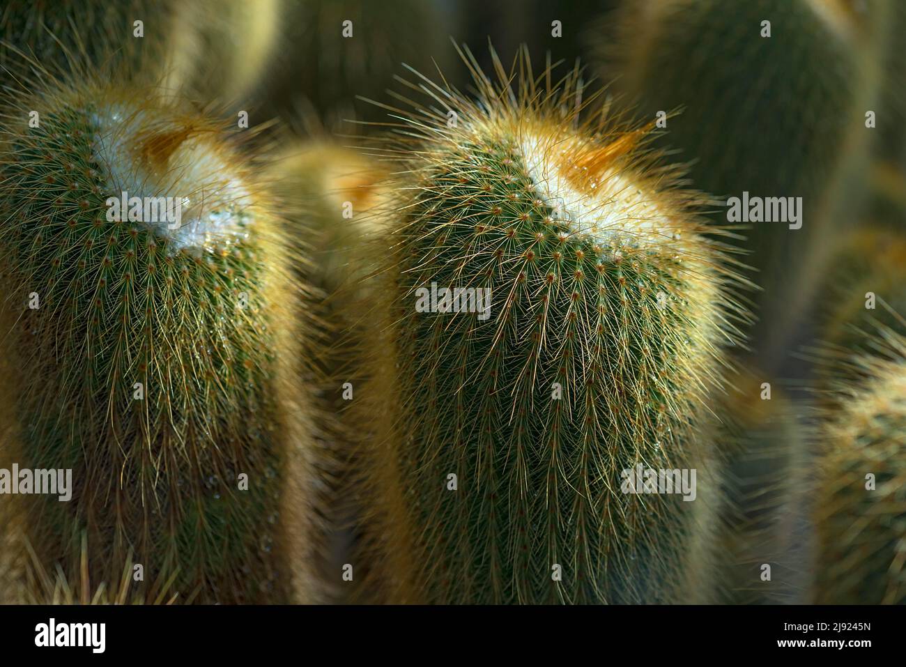 Cacti (Notocactus leninghausii), Botanical Garden, Erlangen, Middle Franconia, Bavaria, Germany Stock Photo