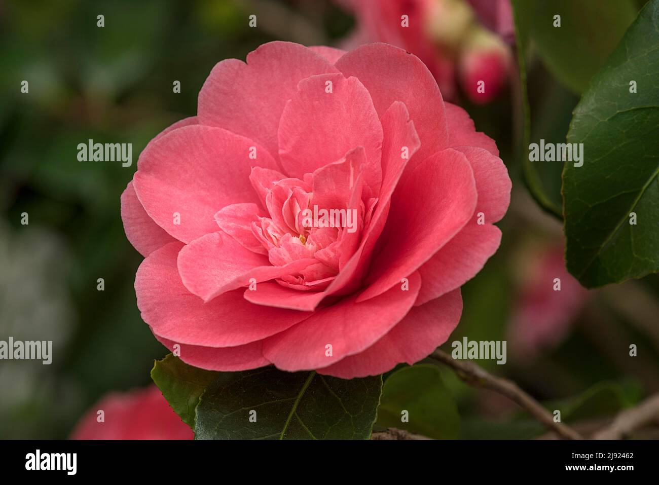 Flower of a japanese camellia (Camellia japonica), Botanical Garden, Erlangen, Middle Franconia, Germany Stock Photo