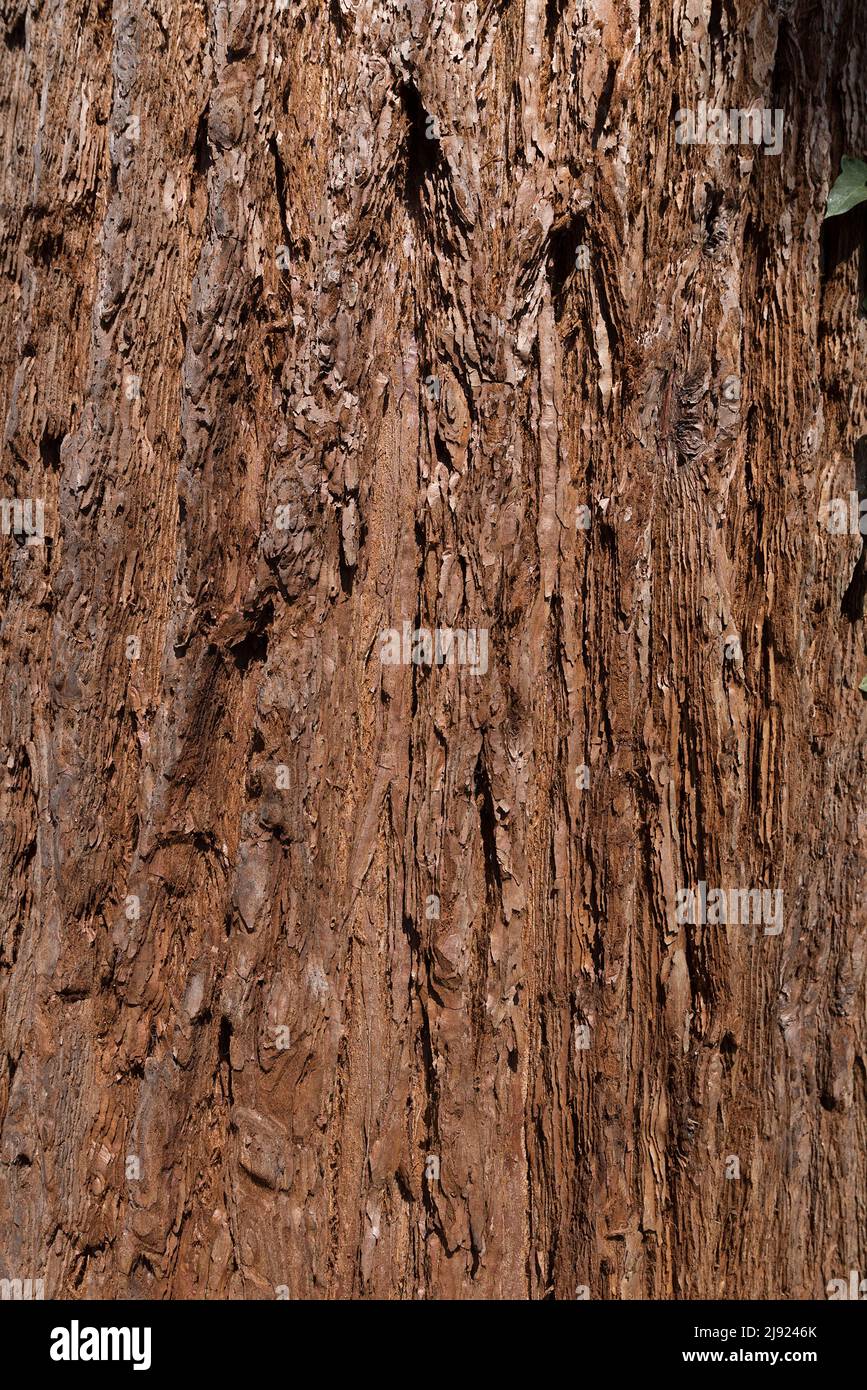 Bark of sequoia (Sequoioideae) tree, Bavaria, Germany Stock Photo