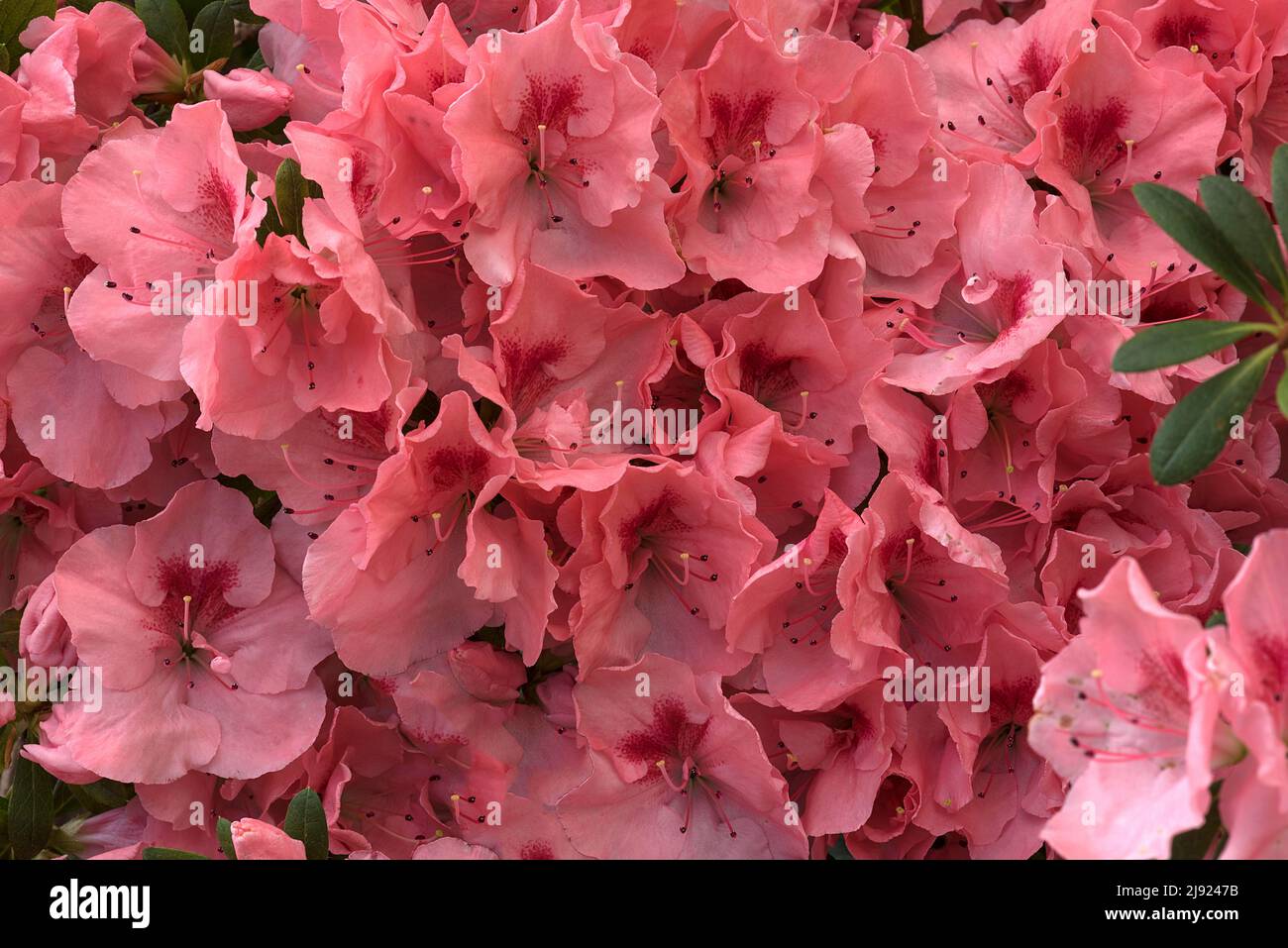 Azalea flowers (Rhododendron simsii), Botanical Garden, Erlangen, Middle Franconia, Germany Stock Photo