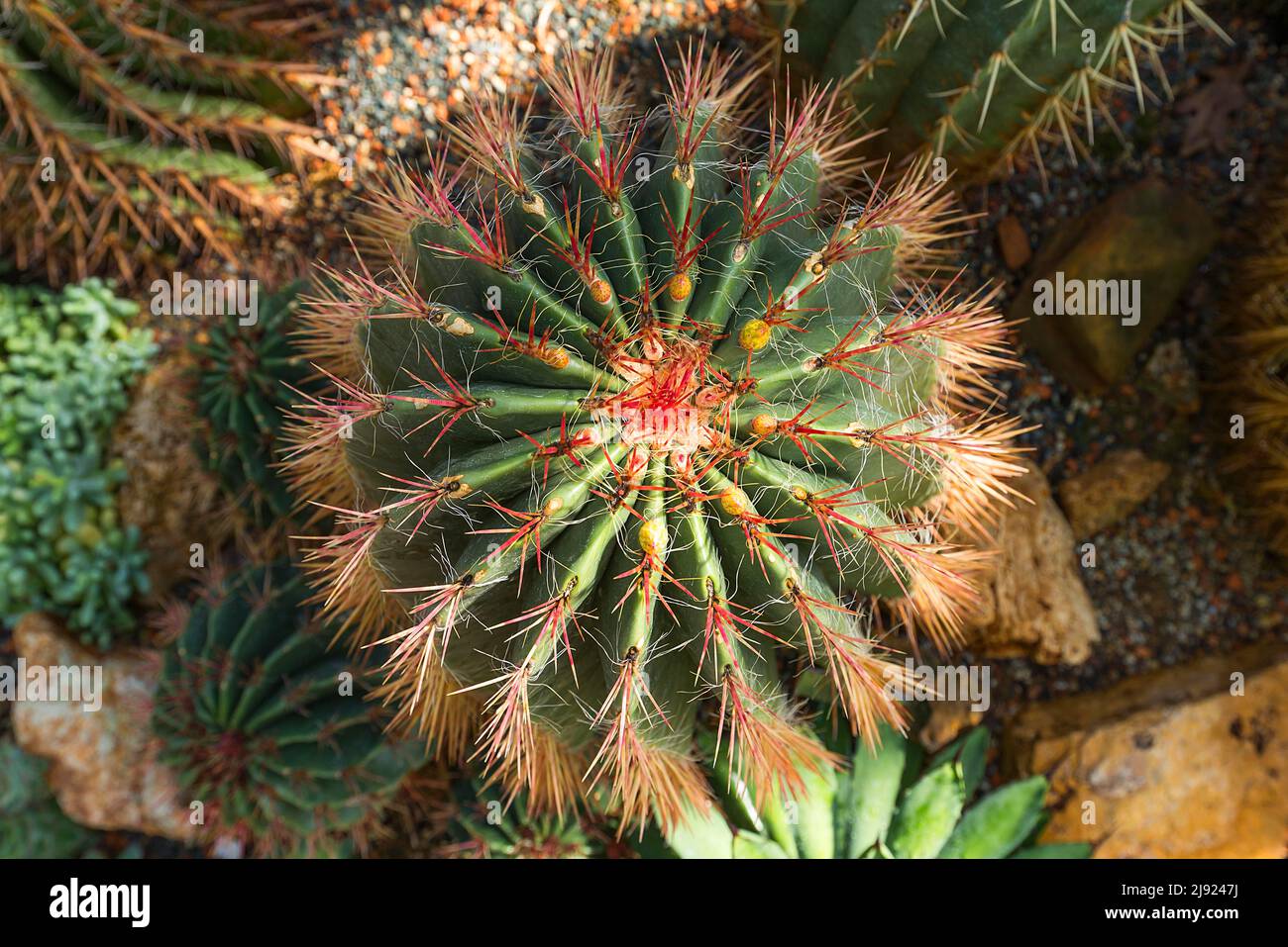 Cactus family (Cactaceae) in the Botanical Garden, Erlangen, Middle Franconia, Bavaria, Germany Stock Photo