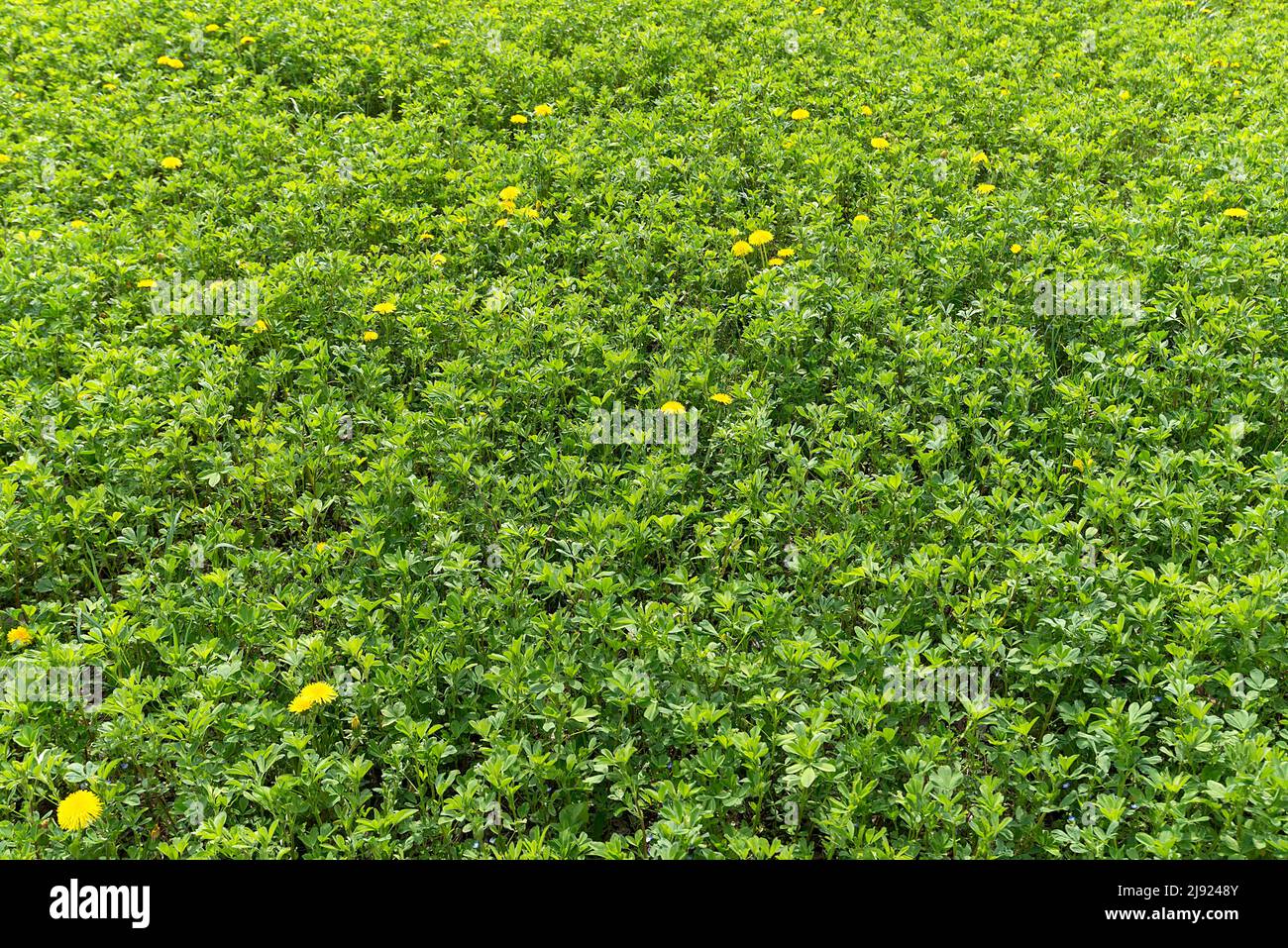 Seeded alfalfa (Medicago sativa), Bavaria, Germany Stock Photo