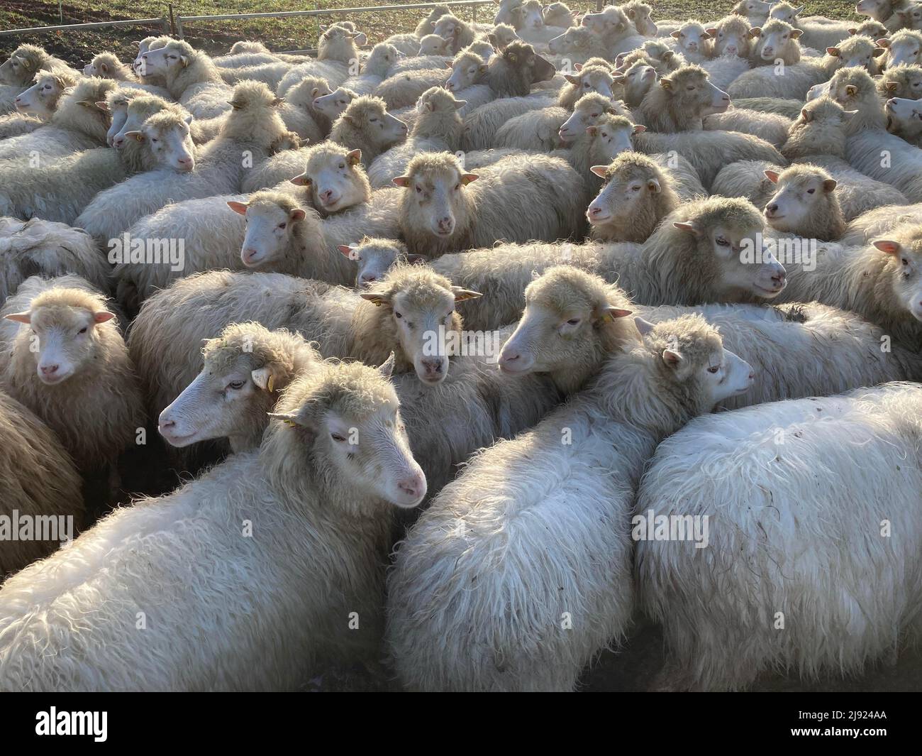 Hornless moorland sheep in a ferch, Mecklenburg-Western Pomerania, Germany Stock Photo