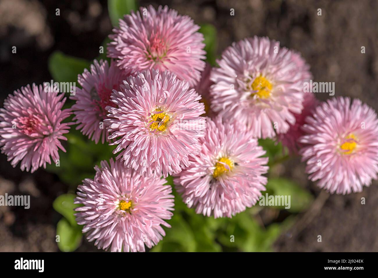 Common daisy (Bellis perennis), Botanical Garden, Erlangen, Middle Franconia, Bavaria, Germany Stock Photo