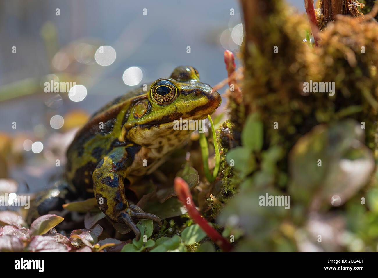 Green frog (Pelophylax esculentus), Botanical Garden, Erlangen, Middle Franconia, Bavaria, Germany Stock Photo