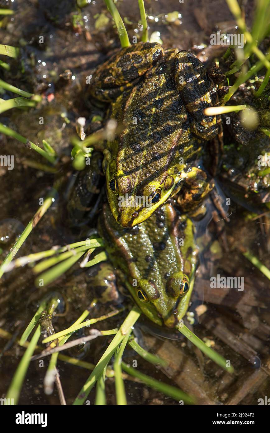 Green frogs (Pelophylax esculentus), Botanical Garden, Erlangen, Middle Franconia, Bavaria, Germany Stock Photo