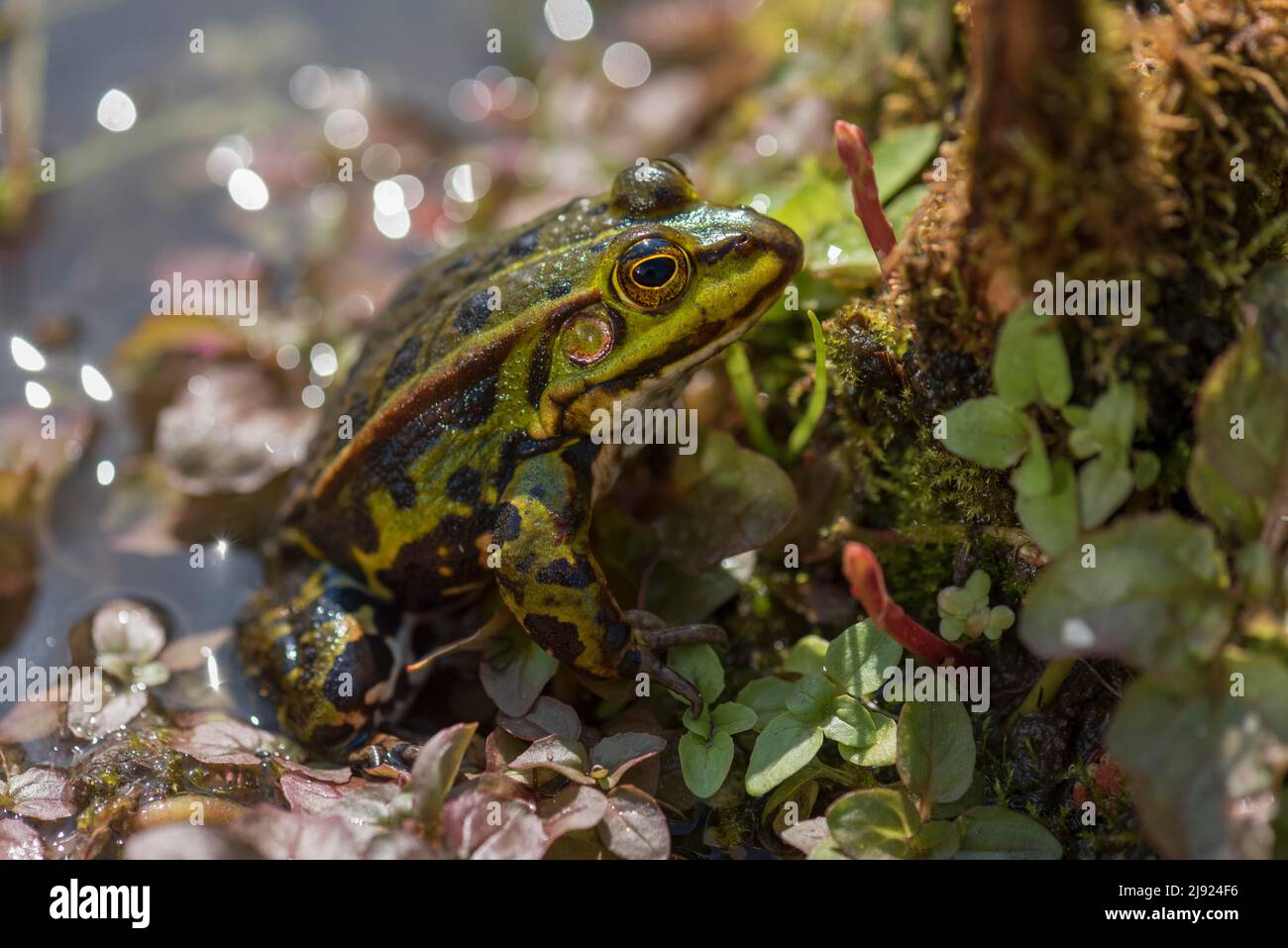 Green frog (Pelophylax esculentus), Botanical Garden, Erlangen, Middle Franconia, Bavaria, Germany Stock Photo