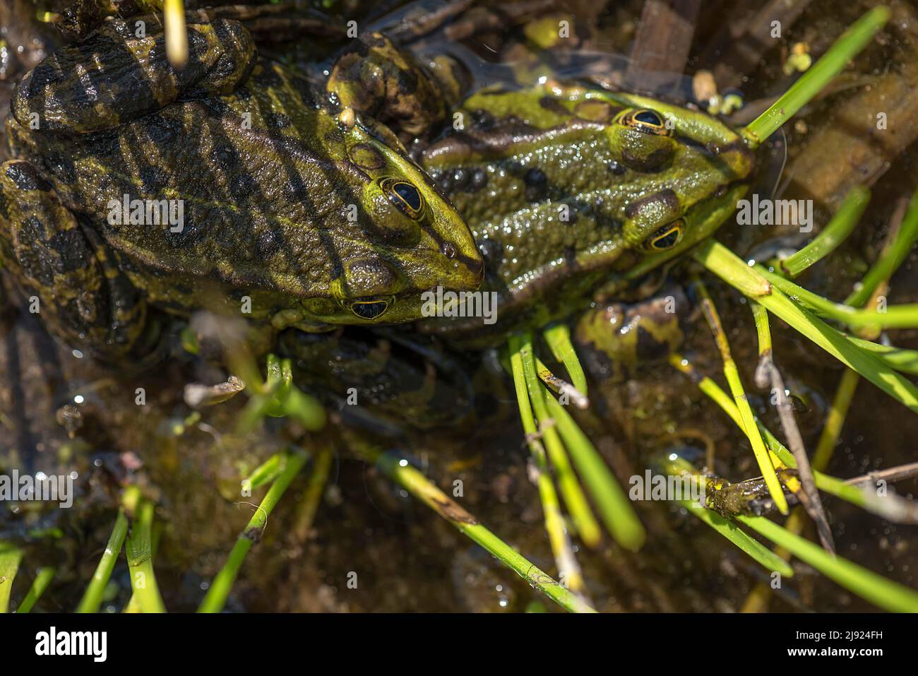 Green frogs (Pelophylax esculentus), Botanical Garden, Erlangen, Middle Franconia, Bavaria, Germany Stock Photo
