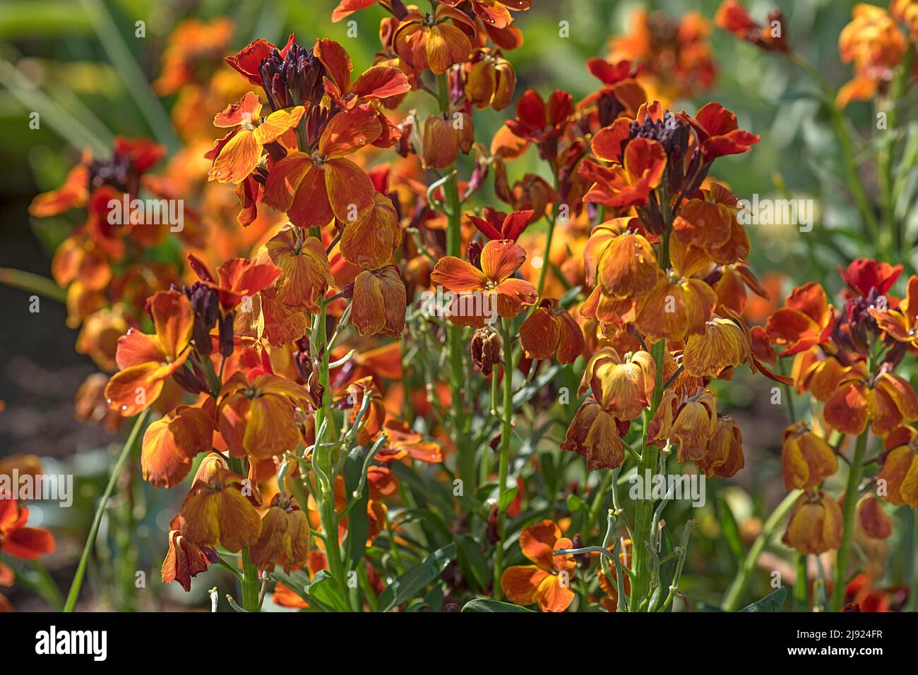 Flowering wallflower (Erysimum cheiri), Botanical Garden, Erlangen, Middle Franconia, Bavaria, Germany Stock Photo