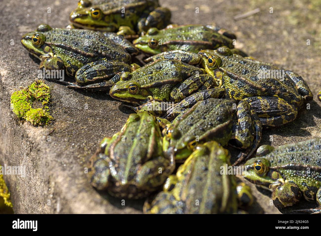 Green frogs (Pelophylax esculentus) warming themselves in the sun, Botanical Garden, Erlangen, Middle Franconia, Bavaria, Germany Stock Photo