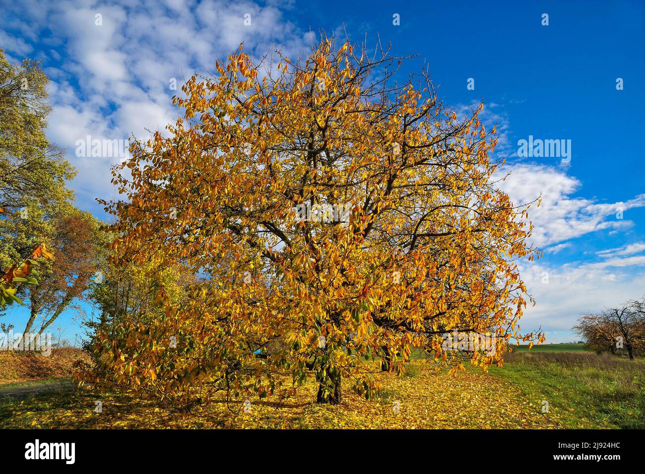 Wild cherry (Prunus avium) in autumn colour, Kalchreuth, Middle Franconia, Bavaria, Germany Stock Photo