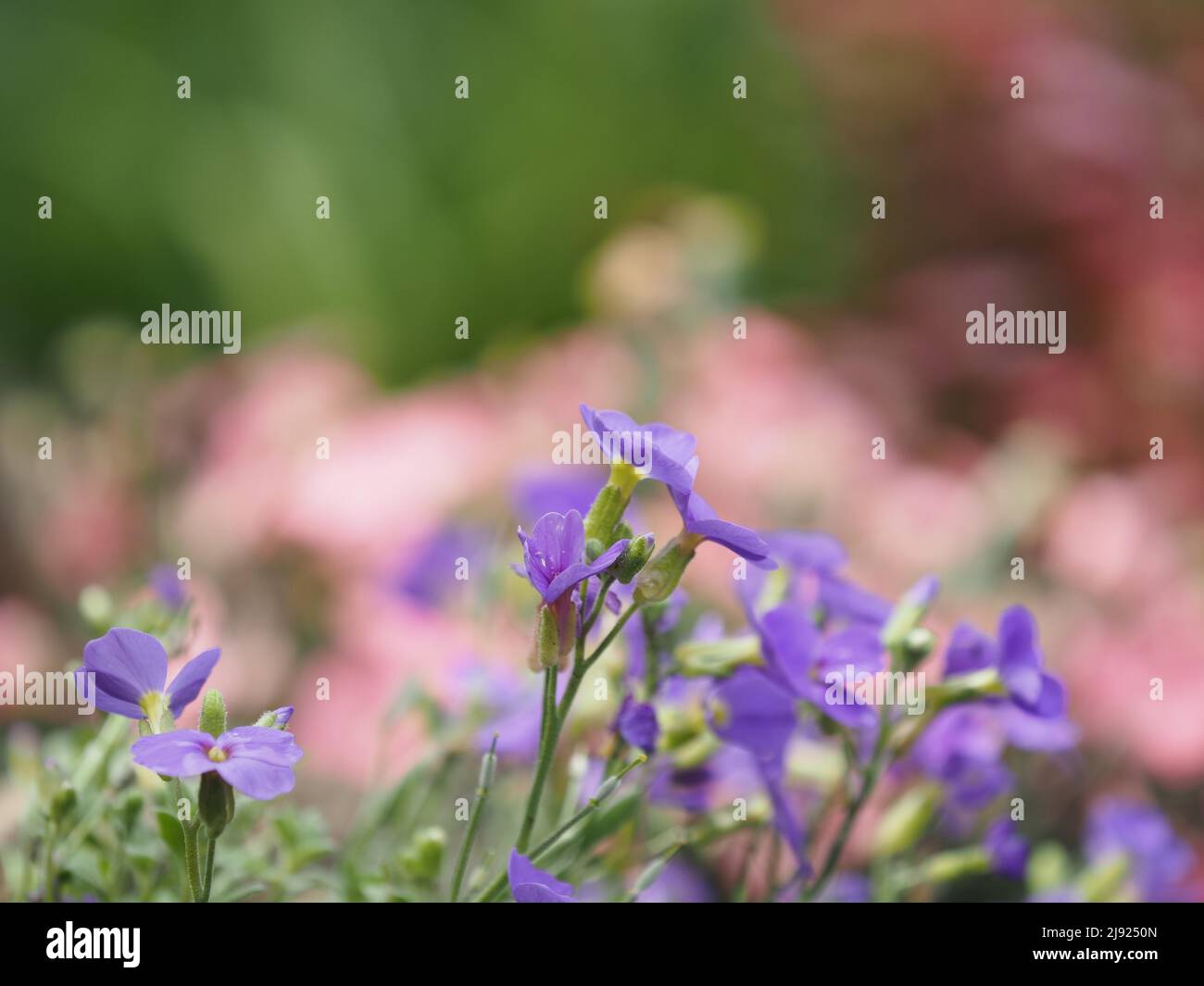 Flowering creeping phlox (Phlox subulata), Leoben, Styria, Austria Stock Photo