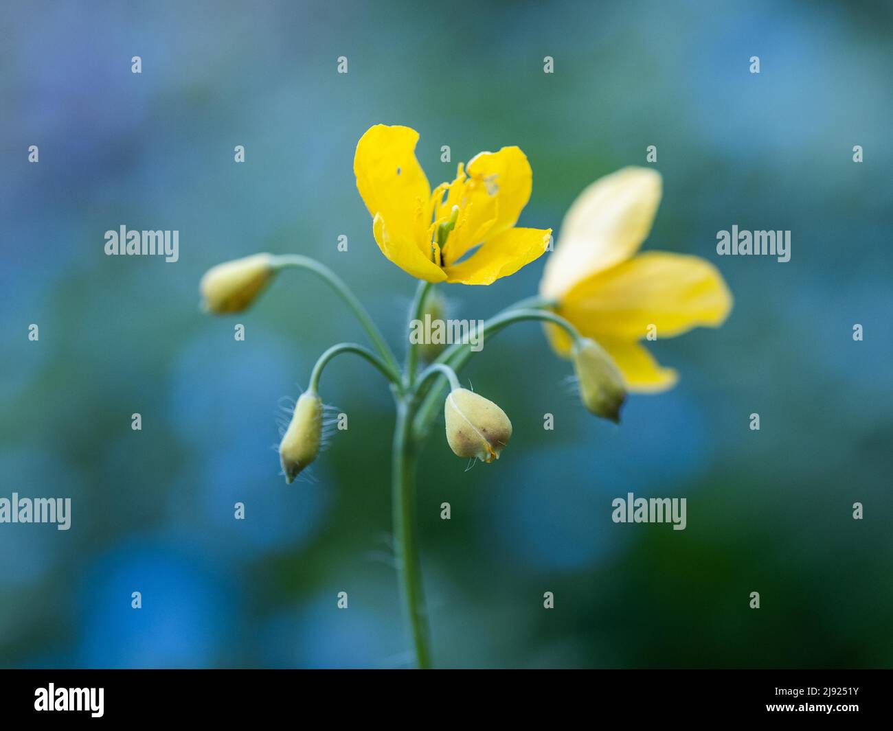 Greater celandine (Chelidonium majus), wartwort, goldenseal, poppy family, Leoben, Styria, Austria Stock Photo