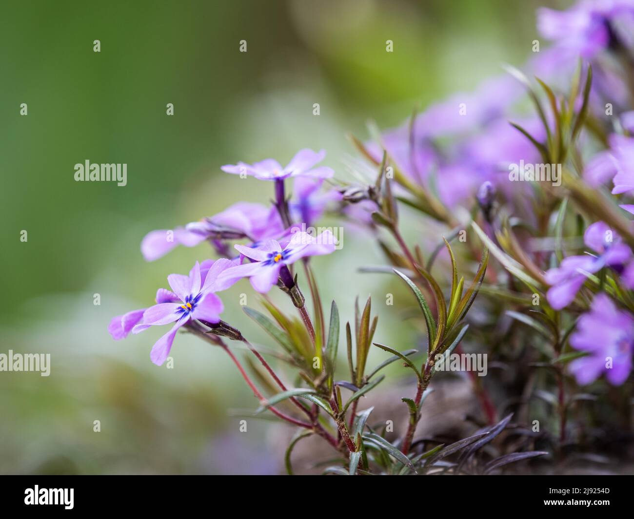 Flowering creeping phlox (Phlox subulata), Leoben, Styria, Austria Stock Photo