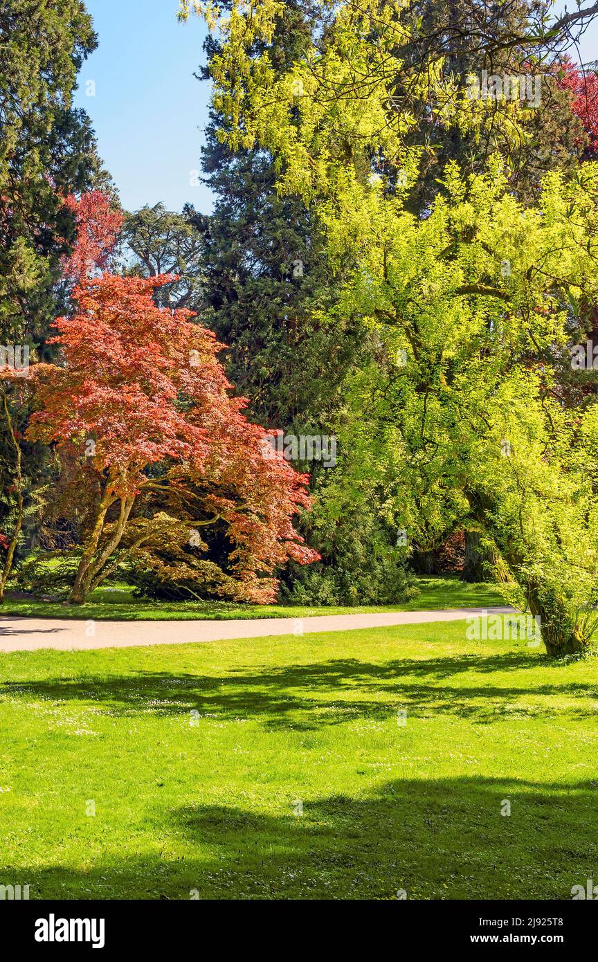 Copper beech (Fagus sylvatica f. purpurea) and fresh greenery, Mainau