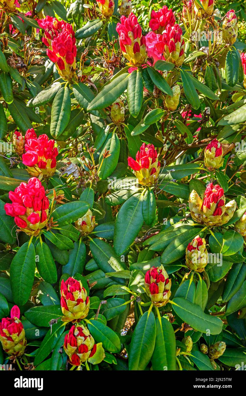Buds, rhododendrons (Rhododendron), Mainau Island, Lake Constance,  Baden-Wuettemberg, Germany Stock Photo - Alamy