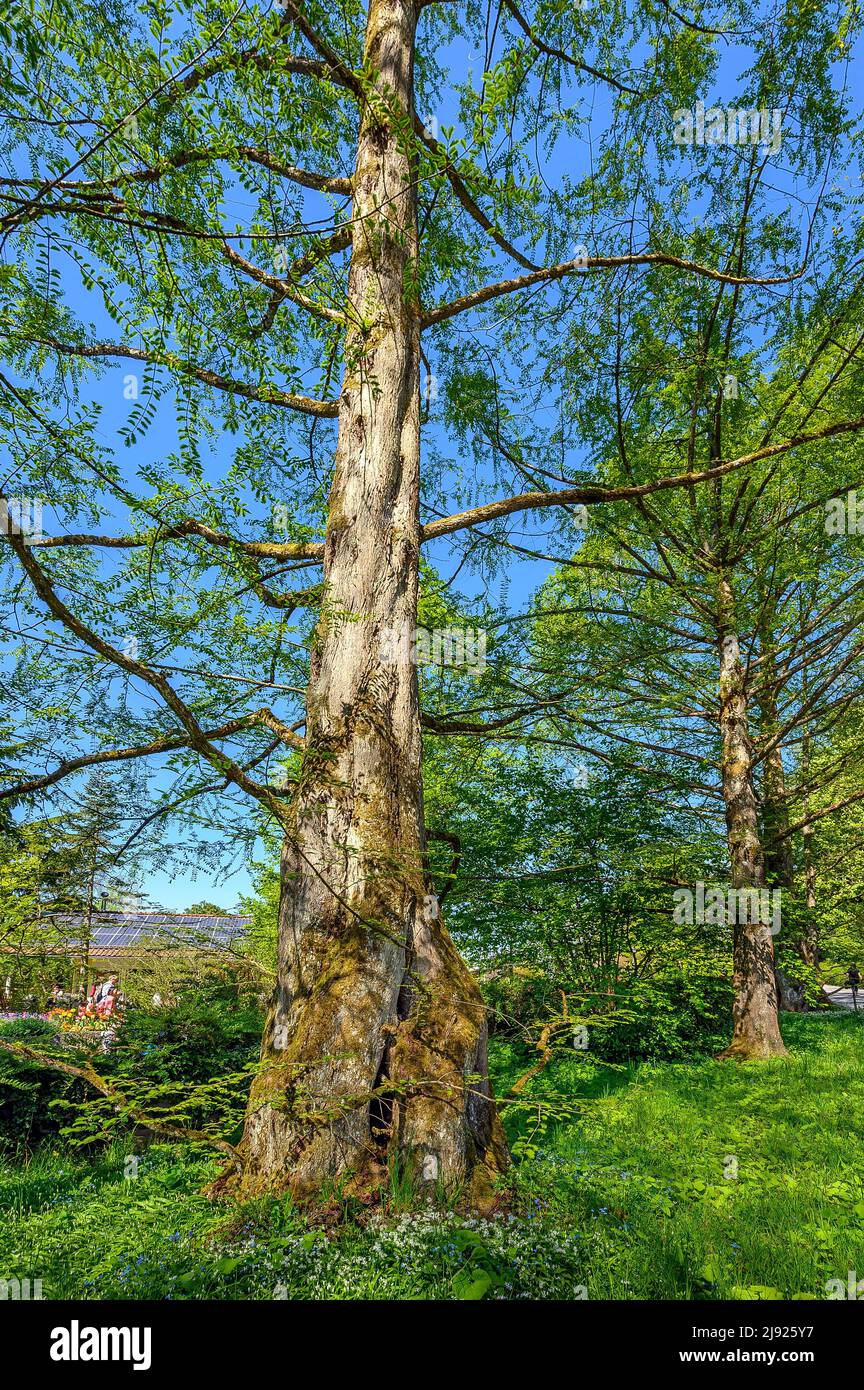 Dawn redwoods (Metasequoia glyptostroboides), Mainau Island, Lake Constance, Baden-Wuettemberg, Germany Stock Photo