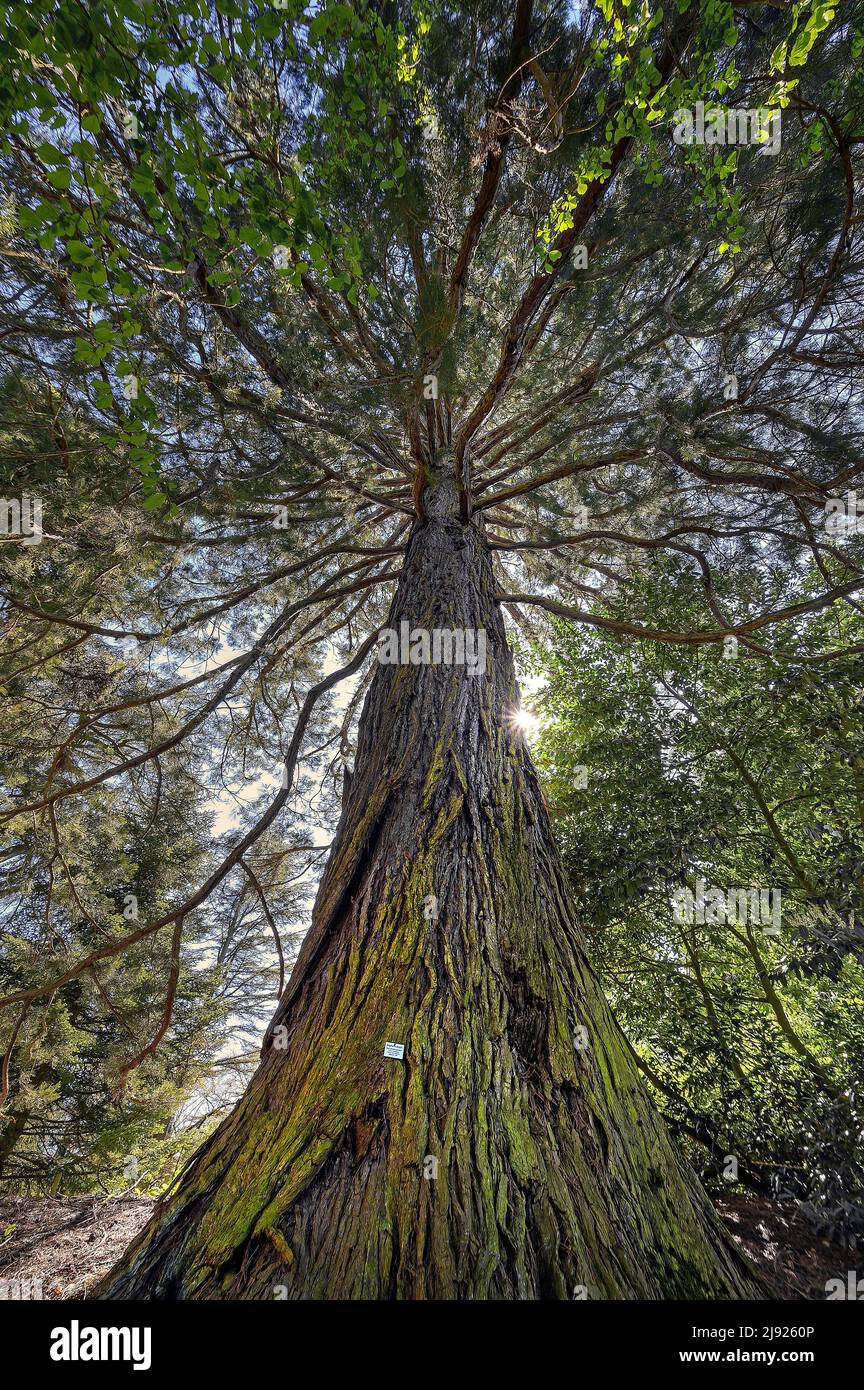 Giant sequoia (Sequoiadendron giganteum), also mountain sequoia, Mainau Island, Lake Constance, Baden-Wuettemberg, Germany Stock Photo