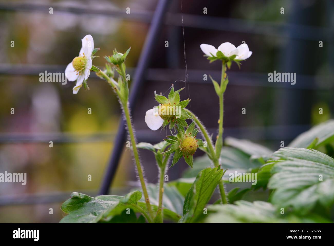 Strawberries turning from blossoms to berries as a closeup Stock Photo