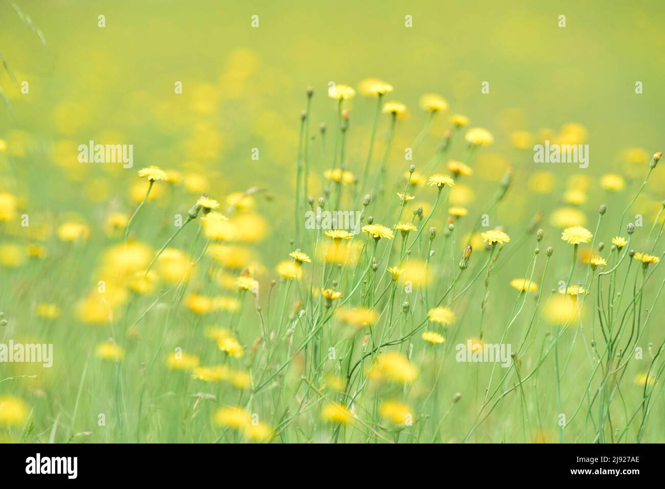 Wild flora, flowers in spring in the Pampas landscape, La Pampa province, Patagonia, Argentina Stock Photo