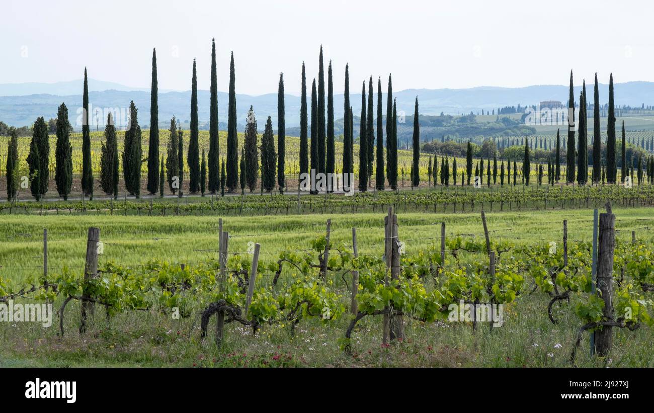 Cypresses (Cupressus), avenue behind vineyard, province of Siena, Tuscany, Italy Stock Photo