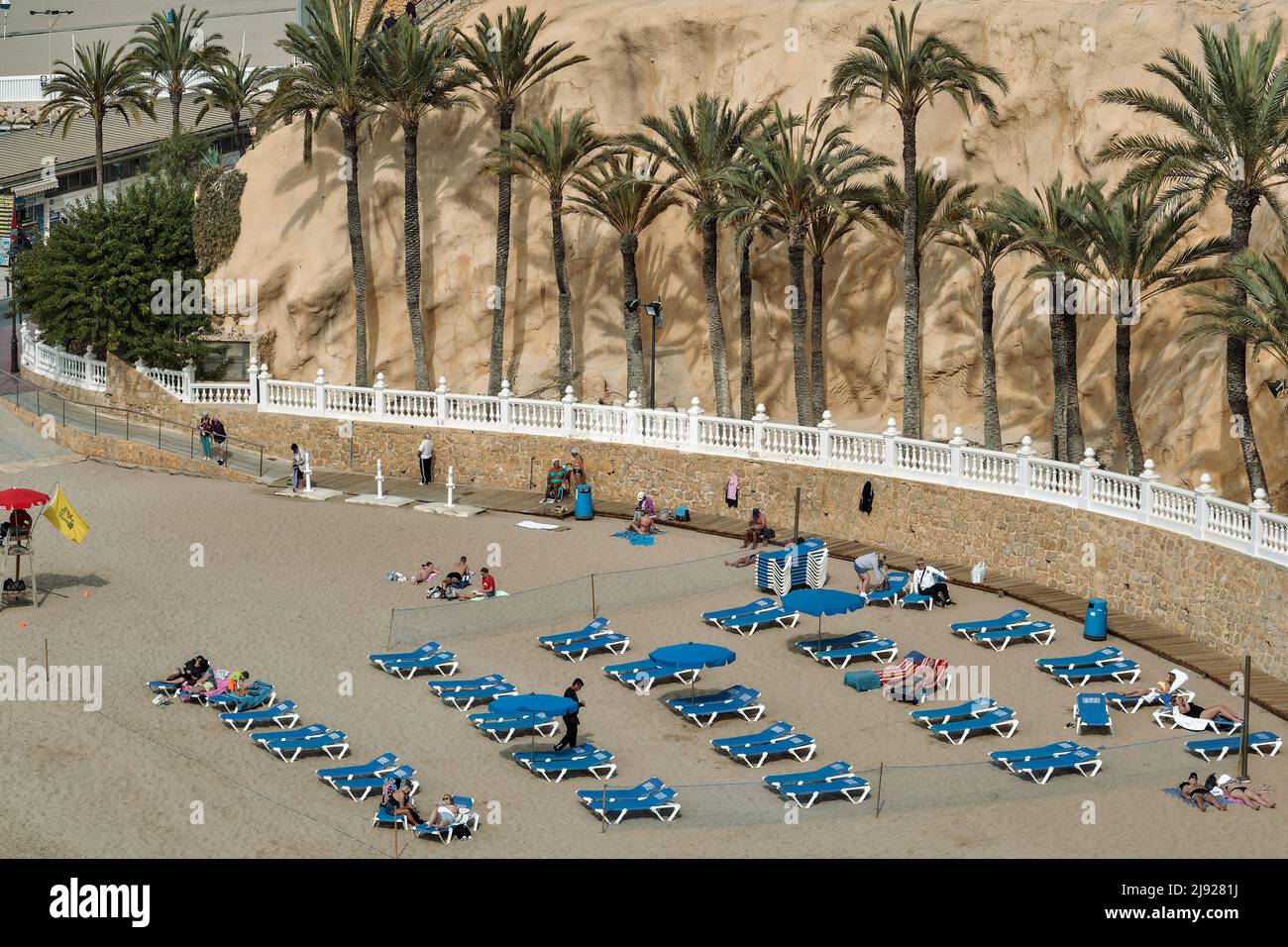 aerial view of the small sandy Mal Pas Beach in a place sheltered by palm trees with blue sun loungers in Benidorm, Alicante, Spain, Europe Stock Photo