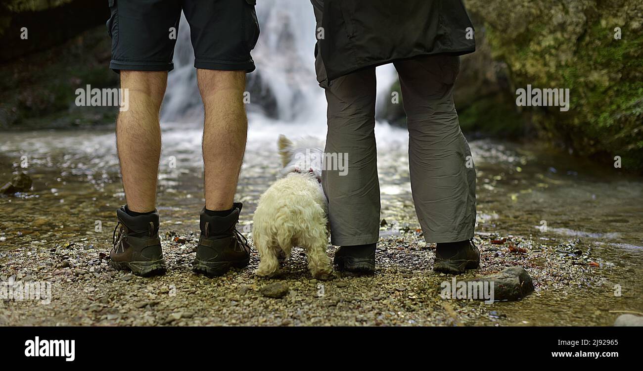 Dog in boots hires stock photography and images Alamy