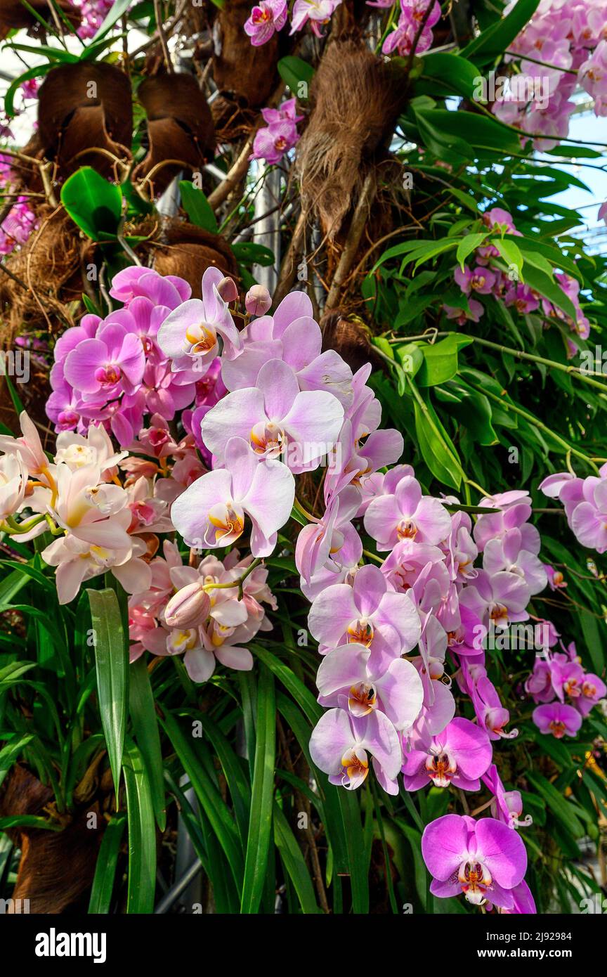 Malay flower (Phalaenopsis hybrid), orchid flower, Palm House, Orchid Show 2022, Mainau Island, Lake Constance, Baden-Wuettemberg, Germany Stock Photo