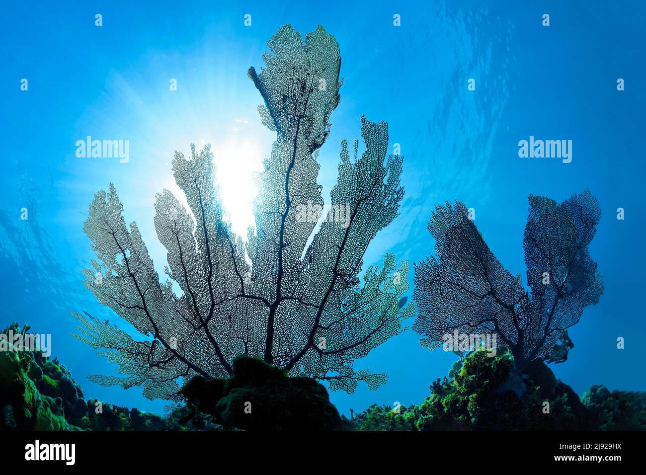Common sea fan (Gorgonia ventalina) or common sea fan, backlit by the sun, Caribbean Sea, Santiago de Cuba, Santiago de Cuba Province, Caribbean, Cuba Stock Photo