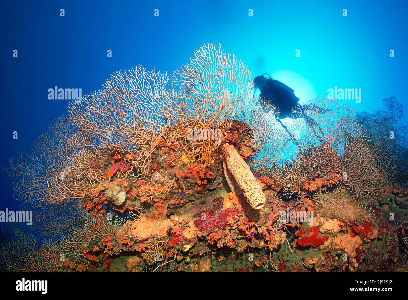 Silhouette of diver in backlight behind coral wall with deep sea gorgonian (Inciligorgia schrammi), brown tube sponge (Agelas conifera) and orange Stock Photo