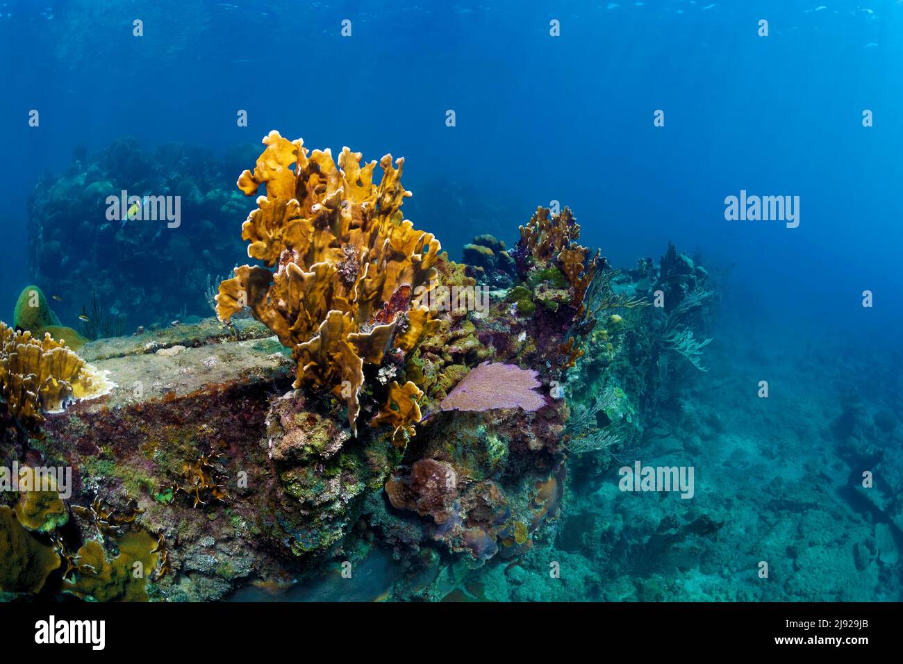 Shipwreck, overgrown with plate fire coral (Millepoara complanata), wreck on sandy bottom, Spanish armoured cruiser Christobal Colon, run aground Stock Photo
