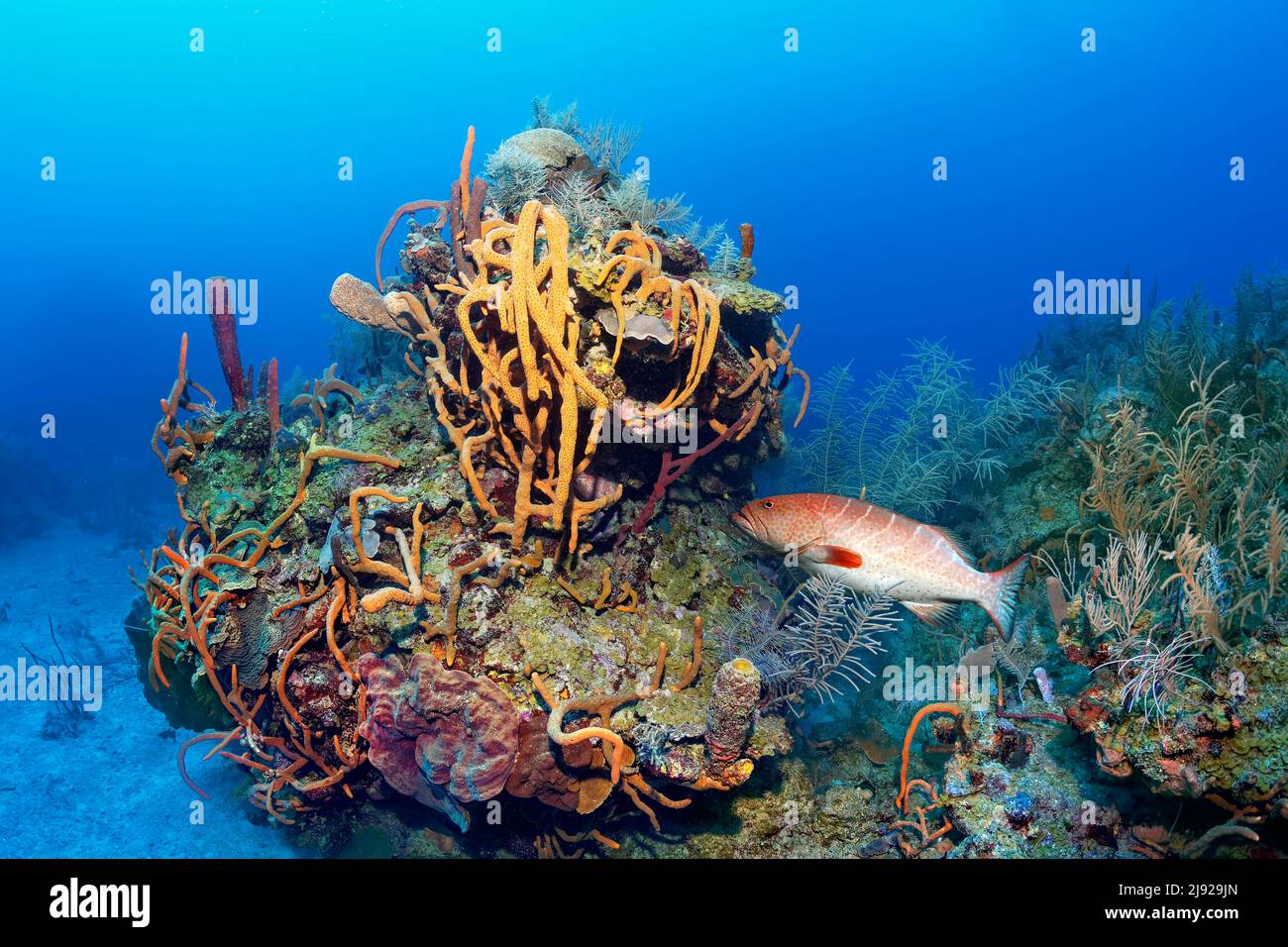 Typical Caribbean coral (Octocorallia) reef, tiger grouper (Myteoperca tigris), large coral block with various sponge (Porifera) and stony coral Stock Photo