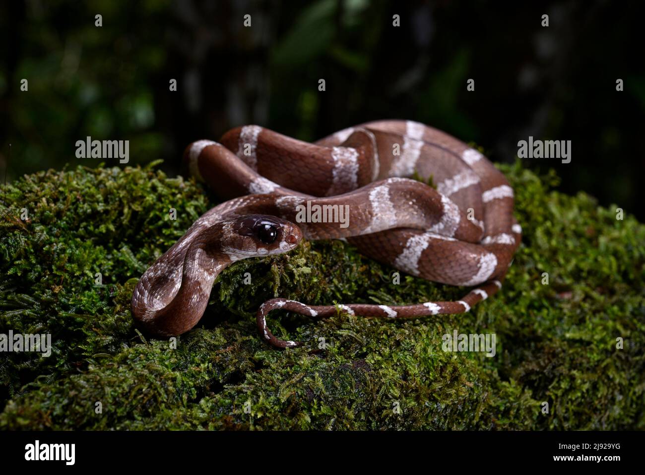 A snake of the genus (Parastenophis betsileanus) in the rainforests of Marojejy National Park in north-eastern Madagascar Stock Photo