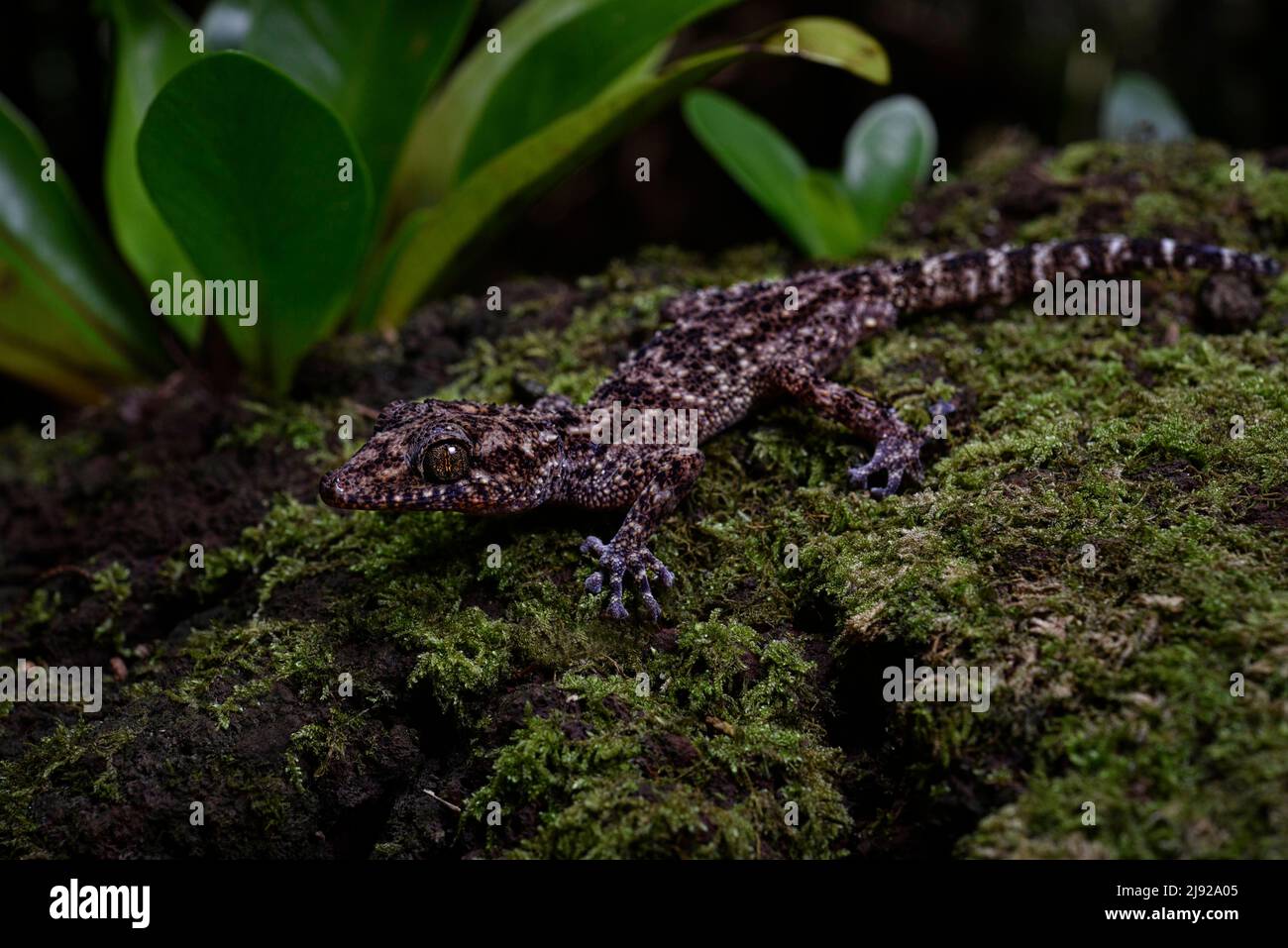 Big-headed gecko of the genus (paroedura oviceps) in the rainforests of the Montagne d Ambre National Park in northern Madagascar Stock Photo