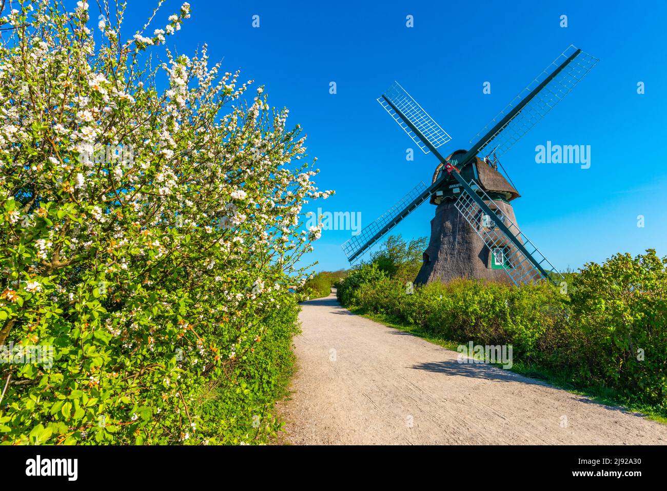 Windmill Charlotte, earthen bollard from 1826, Nieby, renovation, thatched roof, circular walk, spring, apple blossom, landscape Angeln Stock Photo